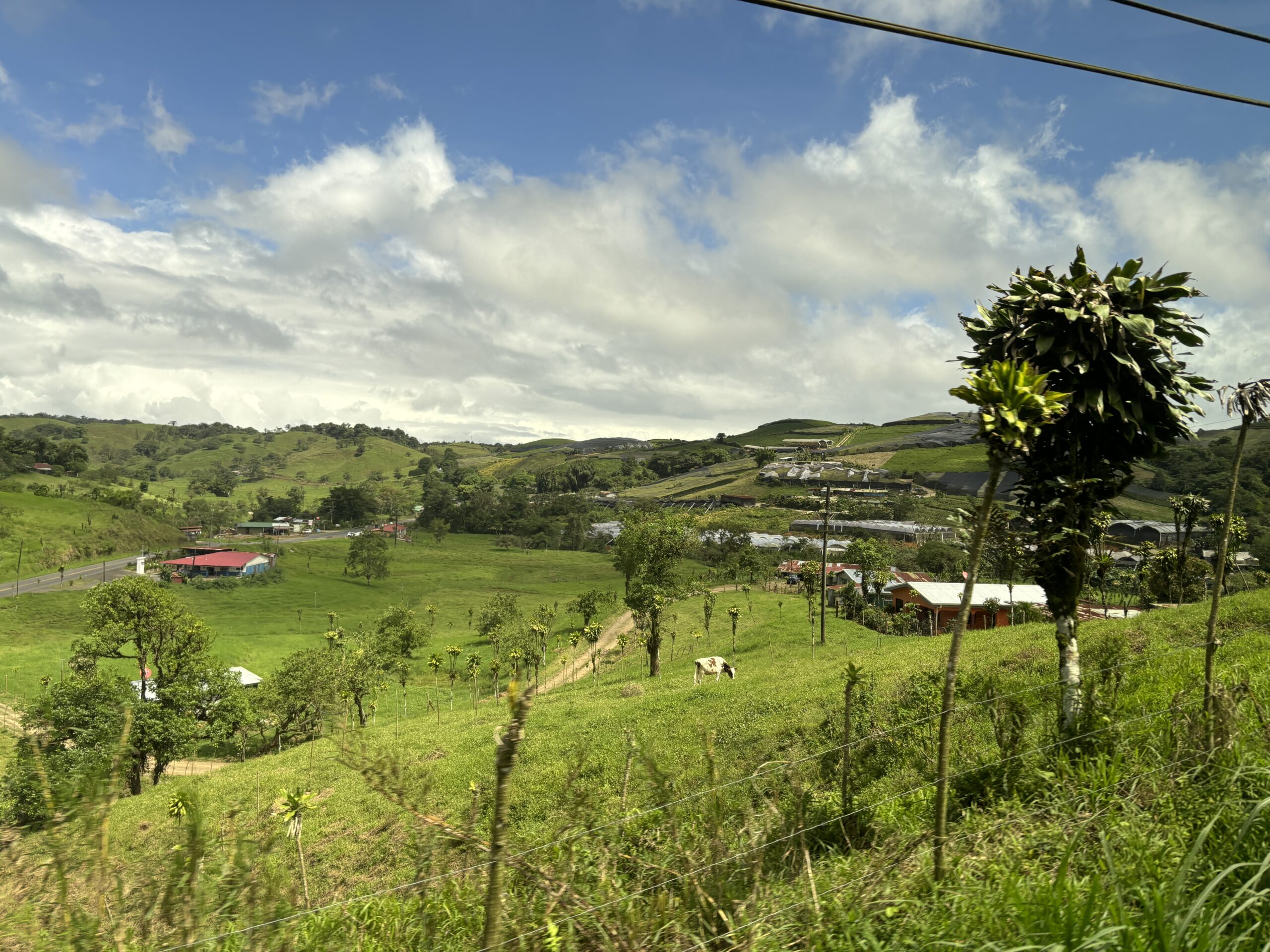 Green rolling Costa Rica countryside with farms and a grazing cow